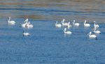 Dalmatian Pelicans Pelecanus crispus in Serbia Milorad Drca_2